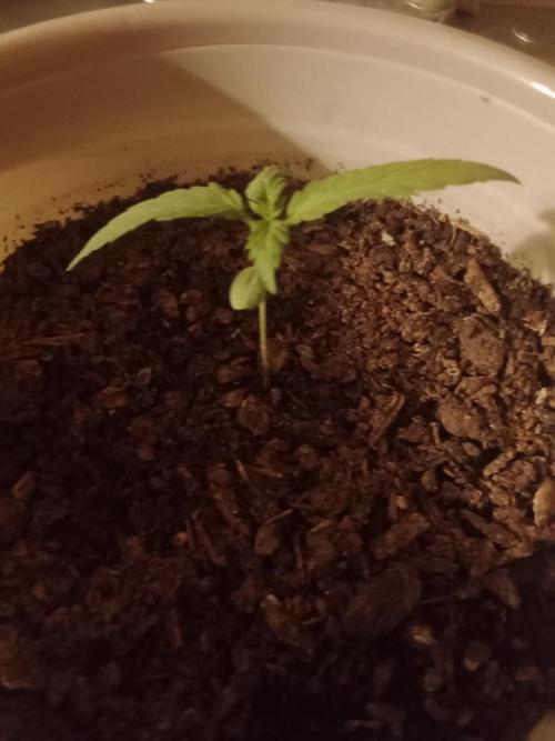 Red Kross IV Autoflower. Week 0