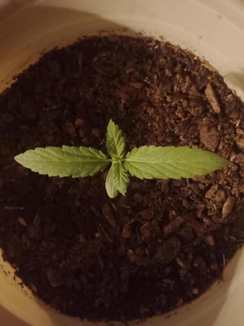 Red Kross IV Autoflower. Week 0