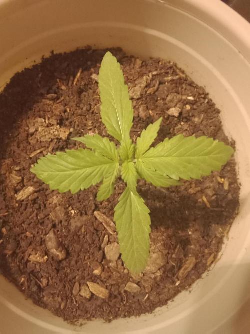 Red Kross IV Autoflower. Week 1