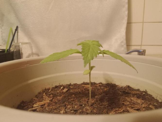 Red Kross IV Autoflower. Week 1