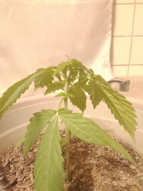 Red Kross IV Autoflower. Week 3