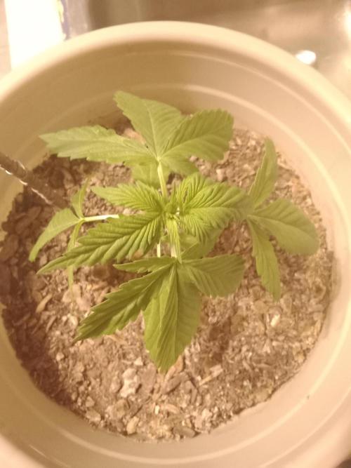 Red Kross IV Autoflower. Week 3