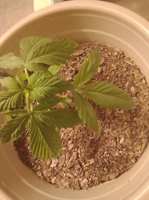 Red Kross IV Autoflower. Week 3