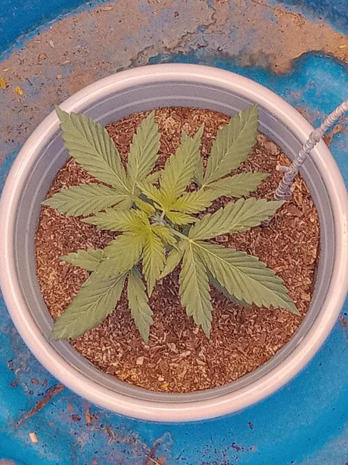 Red Kross IV Autoflower. Week 4