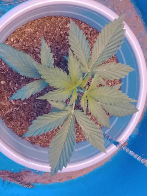 Red Kross IV Autoflower. Week 4