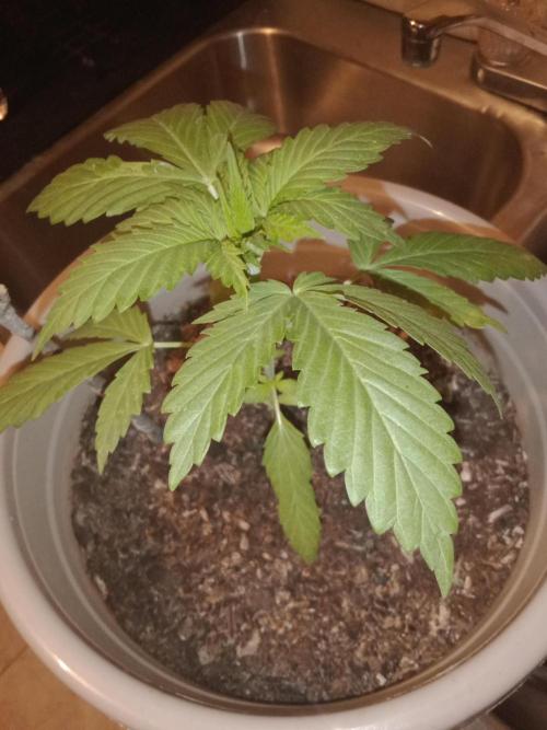 Red Kross IV Autoflower. Week 4