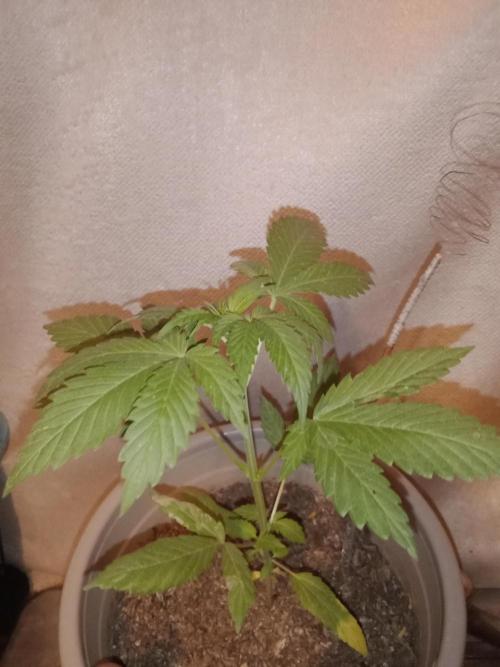 Red Kross IV Autoflower. Week 5