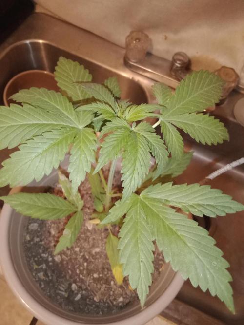 Red Kross IV Autoflower. Week 5