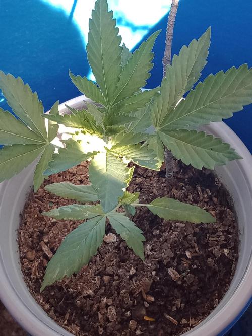 Red Kross IV Autoflower. Week 5