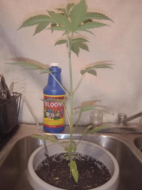 Red Kross IV Autoflower. Week 6