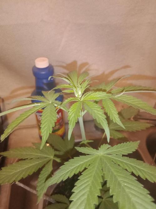 Red Kross IV Autoflower. Week 6