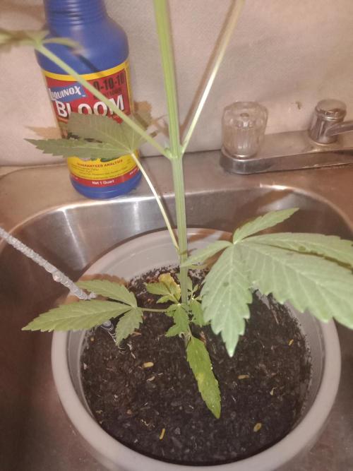 Red Kross IV Autoflower. Week 6