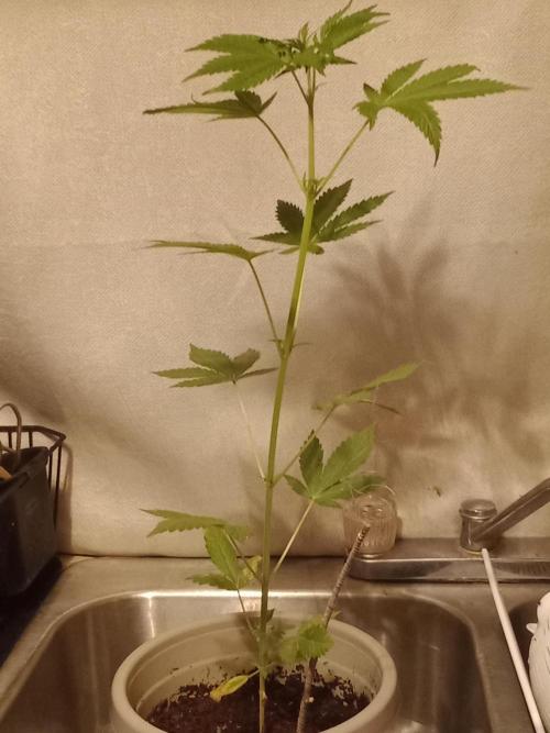Red Kross IV Autoflower. Week 7