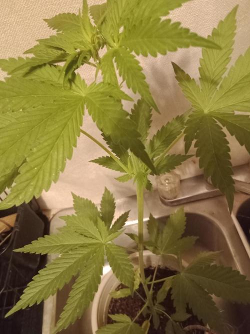 Red Kross IV Autoflower. Week 7