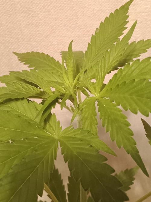 Red Kross IV Autoflower. Week 7
