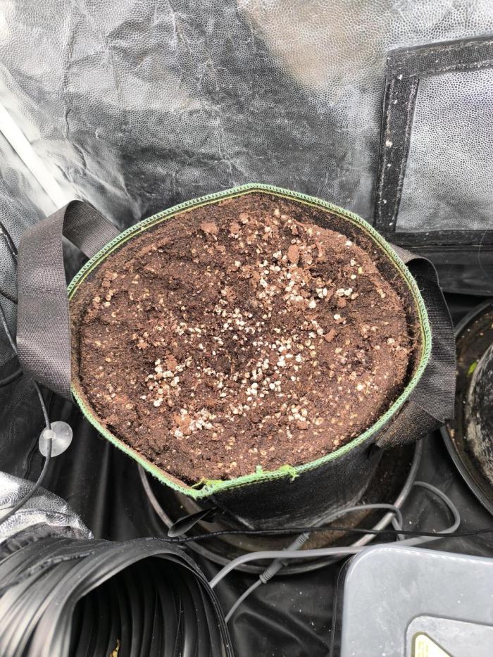 Mimosa Cake Auto Scrog Grow. Week 0