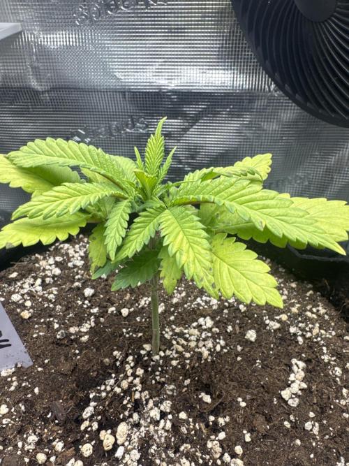 LSD . Week 3