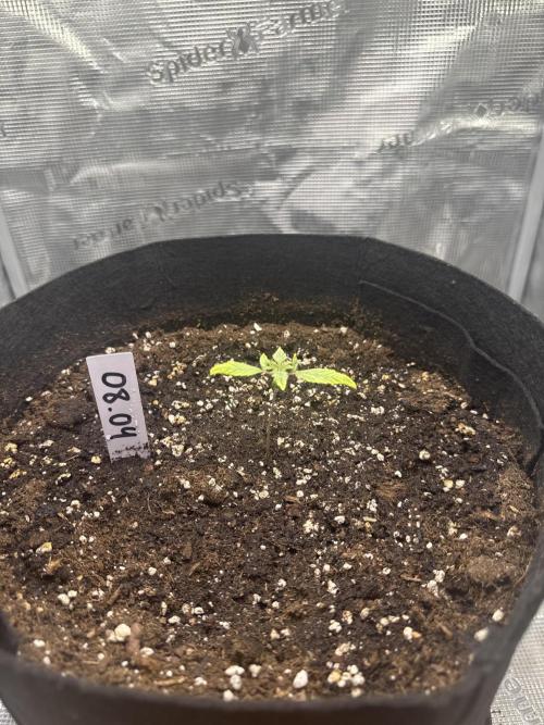 LSD Zamnesia Organic Grow. Week 1
