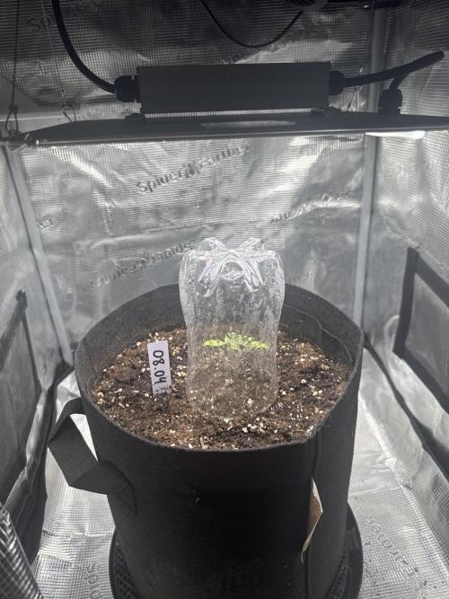 LSD Zamnesia Organic Grow. Week 1