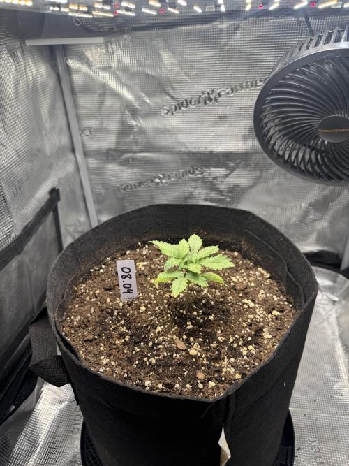 LSD Zamnesia Organic Grow. Week 2
