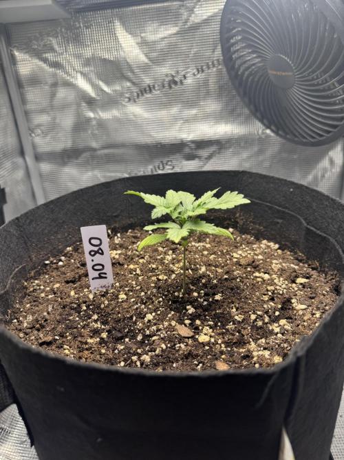 LSD Zamnesia Organic Grow. Week 2