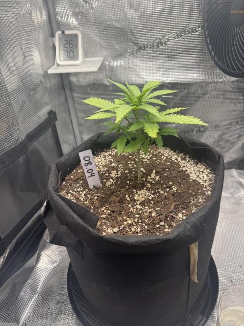 LSD . Week 4