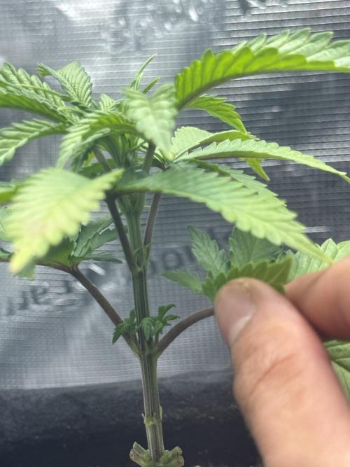 LSD . Week 5