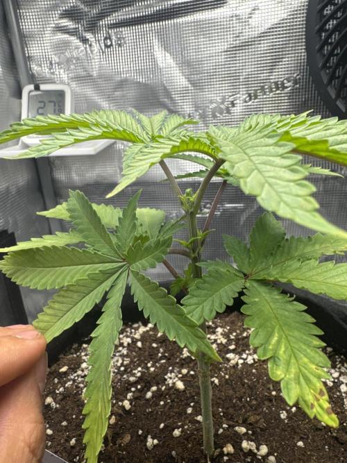 LSD Zamnesia Organic Grow. Week 5 - Topped node 5