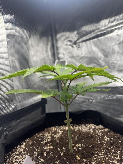 LSD Zamnesia Organic Grow. Week 5 - Peep nodes 3 and 4 starting to grow :)