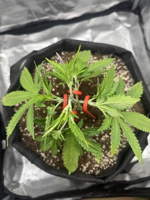 LSD . Week 6