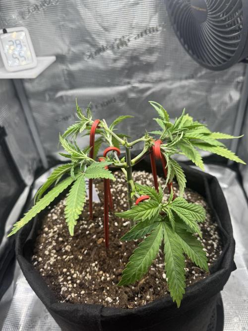LSD Zamnesia Organic Grow. Week 6