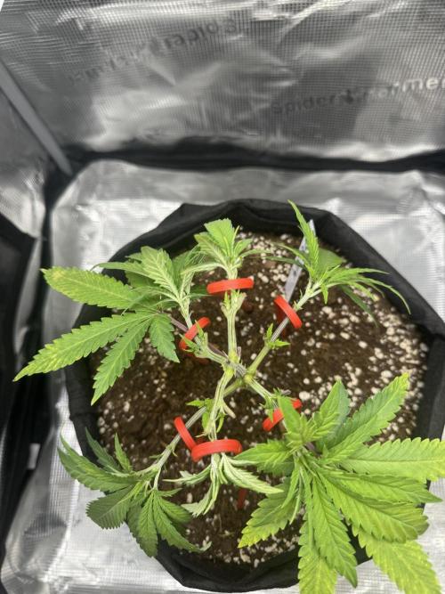 LSD Zamnesia Organic Grow. Week 6