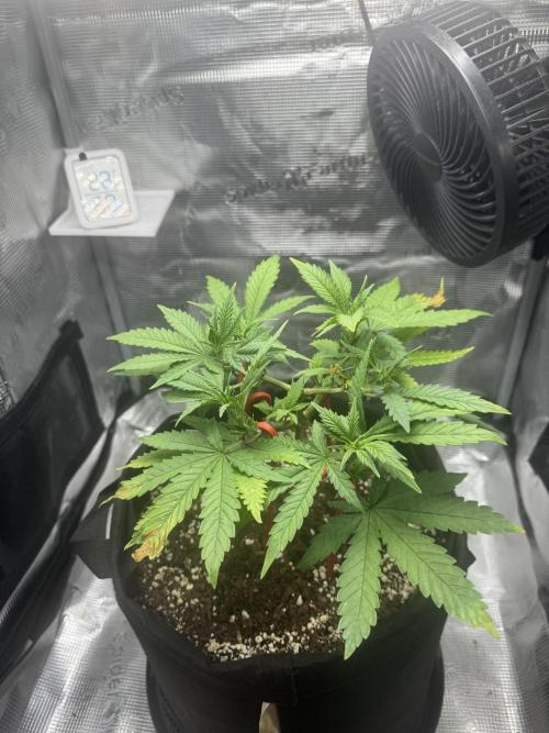 LSD Zamnesia Organic Grow. Week 7
