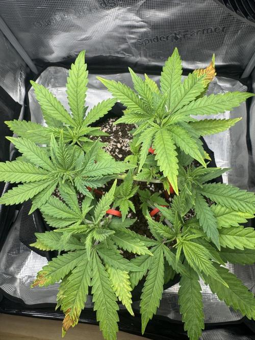 LSD Zamnesia Organic Grow. Week 7