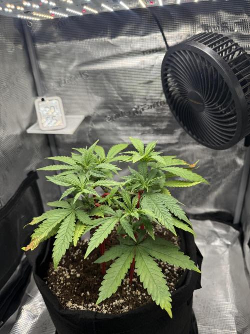 LSD . Week 7
