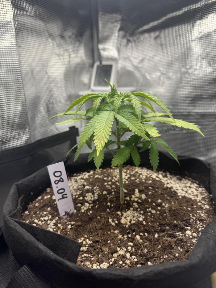 LSD Zamnesia Organic Grow. Week 4
