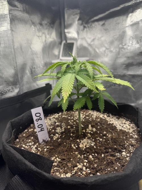 LSD . Week 4