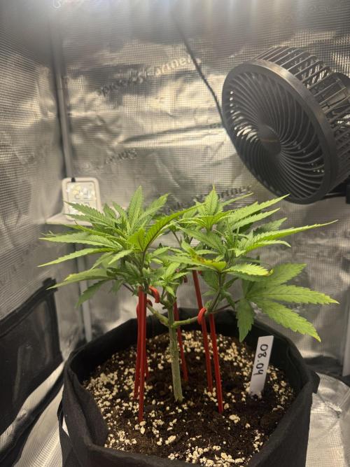 LSD Zamnesia Organic Grow. Week 7