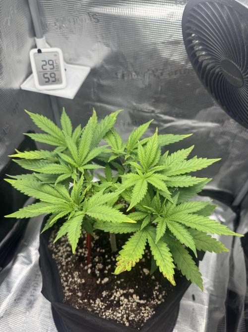 LSD Zamnesia Organic Grow. Week 7