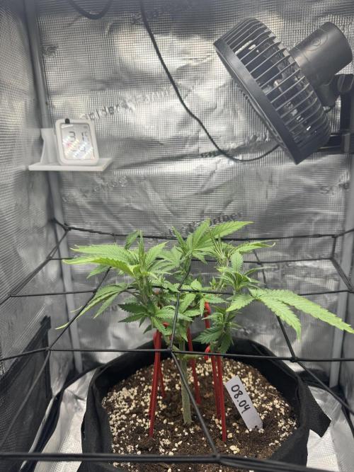 LSD Zamnesia Organic Grow. Week 8