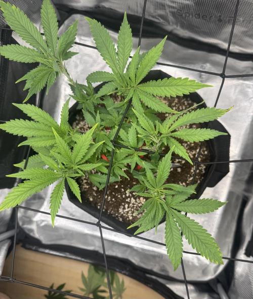 LSD Zamnesia Organic Grow. Week 8