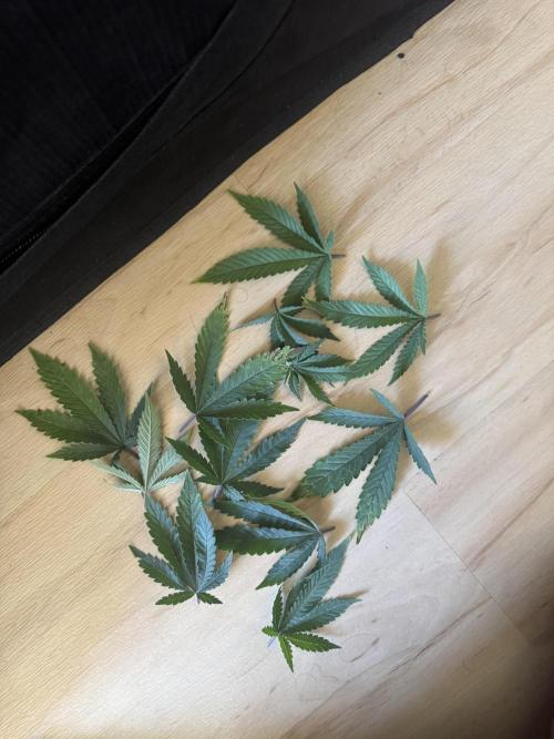LSD Zamnesia Organic Grow. Week 8