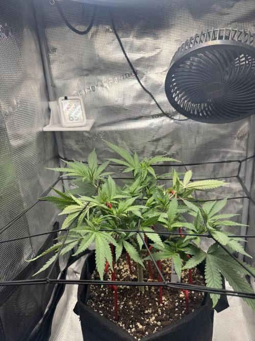 LSD Zamnesia Organic Grow. Week 9