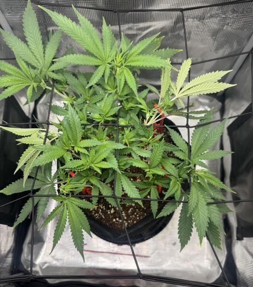 LSD Zamnesia Organic Grow. Week 9
