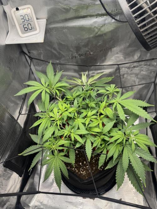 LSD . Week 9
