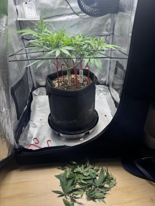 LSD Zamnesia Organic Grow. Week 10 - Lollipopping and heavy defoliation 