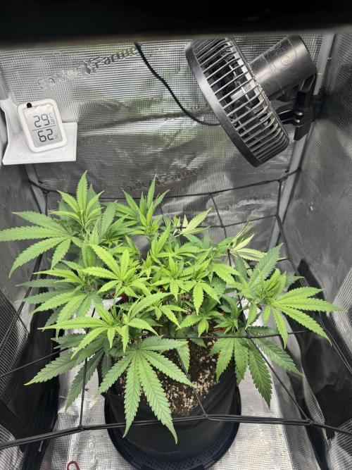LSD . Week 10