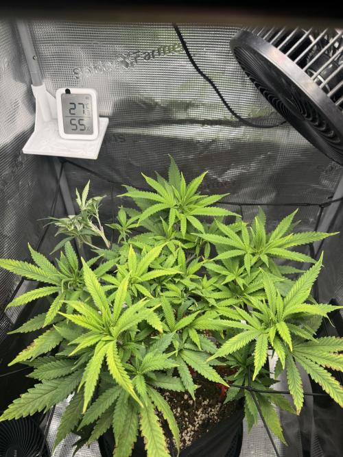 LSD Zamnesia Organic Grow. Week 11