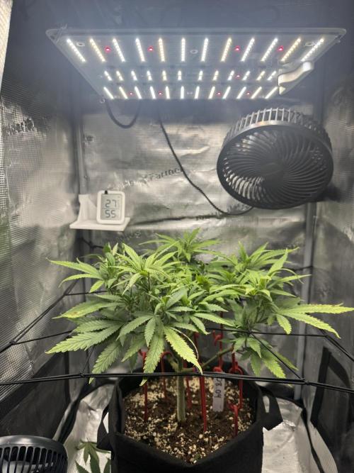 LSD Zamnesia Organic Grow. Week 11