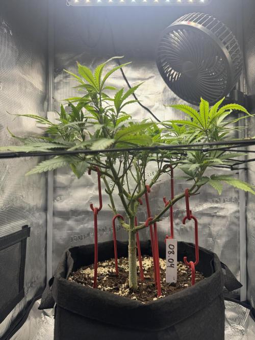 LSD Zamnesia Organic Grow. Week 11